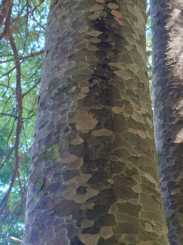 Prumnopitys taxifolia, 2026-10-24
