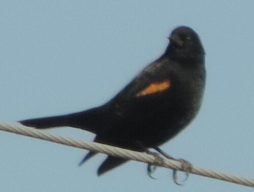 Red-winged Blackbird photograph by the iNaturalist community