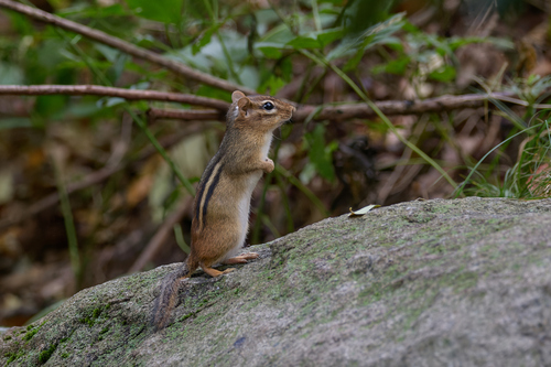 Eastern Chipmunk photograph by the iNaturalist community