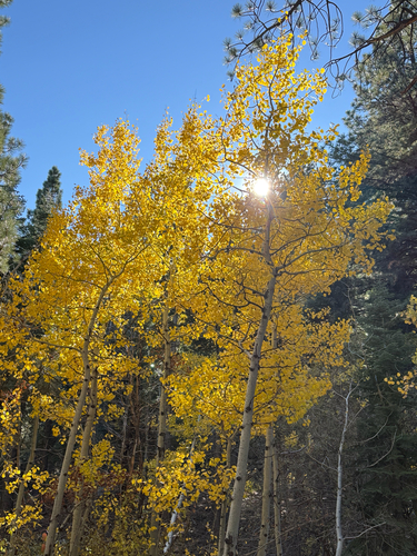 quaking aspen photograph by the iNaturalist community