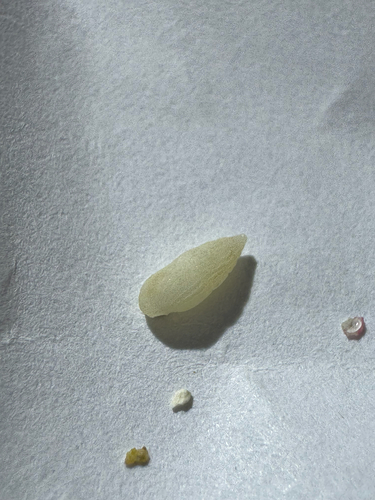 Rissoina observed 2026-10-21