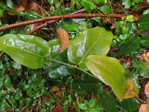 Smilax australis observed 2026-10-24