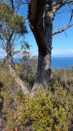 Eucalyptus amygdalina observed 2026-10-24