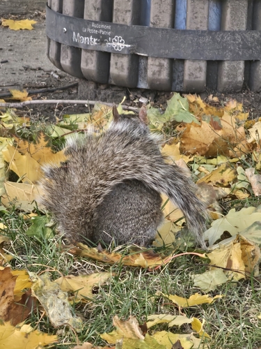 Eastern Gray Squirrel photograph by the iNaturalist community