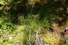 Carex rossii