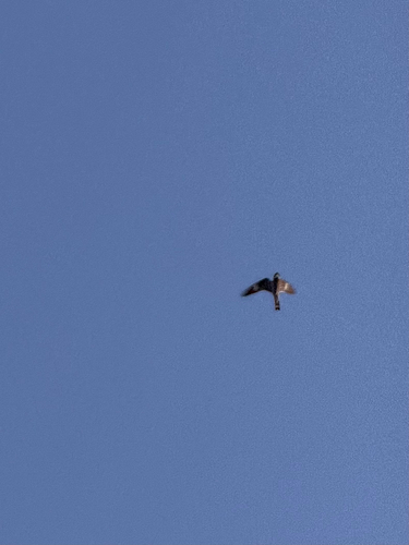 Common Nighthawk