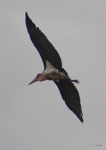 iNaturalist image