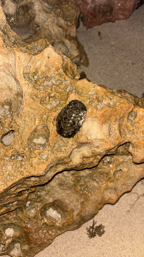 Acanthopleura gemmata observed 2026-10-21