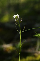 Arabis eschscholtziana