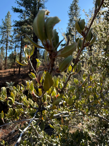 Cercocarpus ledifolius observed 2026-10-23