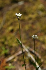 Arabis eschscholtziana
