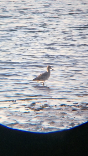 Willet photograph by the iNaturalist community