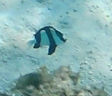 Dascyllus aruanus observed 2026-10-16