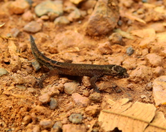 Pseudogonatodes guianensis