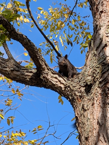 Eastern Gray Squirrel photograph by the iNaturalist community