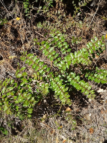 Coriaria sarmentosa observed 2026-10-24