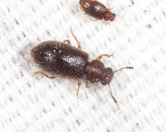 Paratenetus