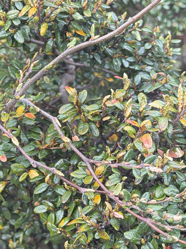 Nothofagus solandri observed 2026-10-24