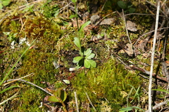 Arabis eschscholtziana