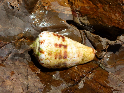 Strombus luhuanus observed 2026-10-24