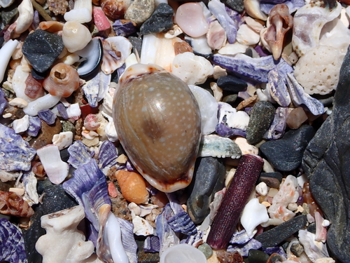 Cypraea labrolineata observed 2026-10-24