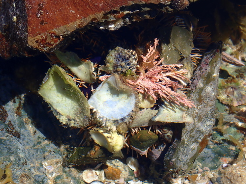 Tripneustes gratilla observed 2026-10-24