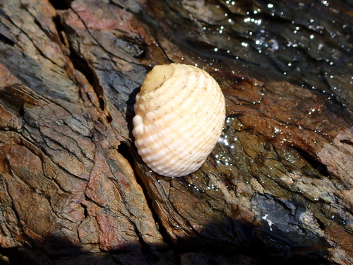 Nerita plicata observed 2026-10-24