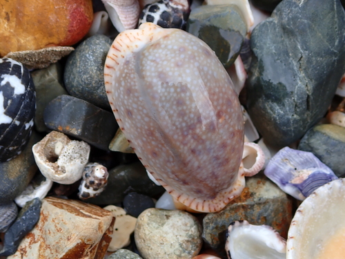 Cypraea erosa observed 2026-10-24
