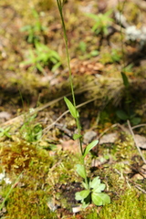 Arabis eschscholtziana