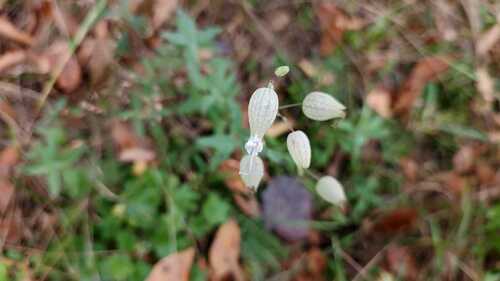 bladder campion photograph by the iNaturalist community