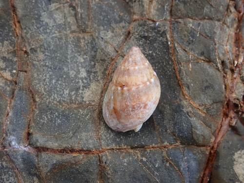 Nassarius gaudiosus observed 2026-10-24
