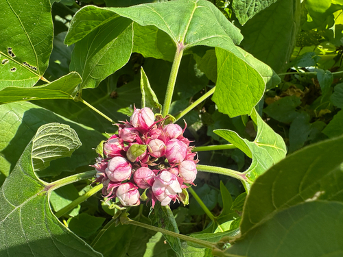 Clerodendrum chinense observed 2026-10-24
