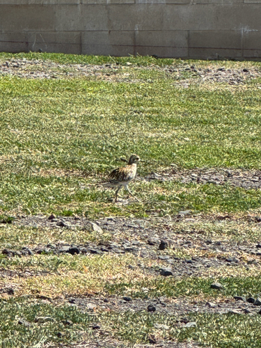 Pluvialis fulva observed 2026-10-23