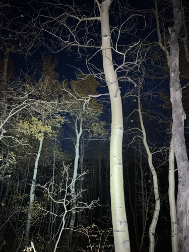 quaking aspen photograph by the iNaturalist community