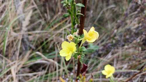 common evening-primrose photograph by the iNaturalist community