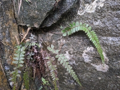 Adiantum malesianum
