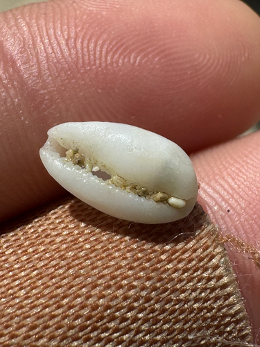 Cypraea observed 2026-10-23