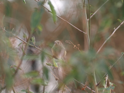 Ruby-crowned Kinglet photograph by the iNaturalist community
