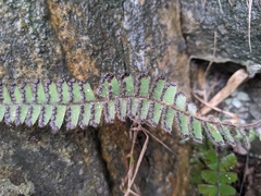 Adiantum malesianum