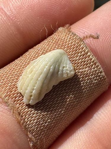 Cardita variegata observed 2026-10-23