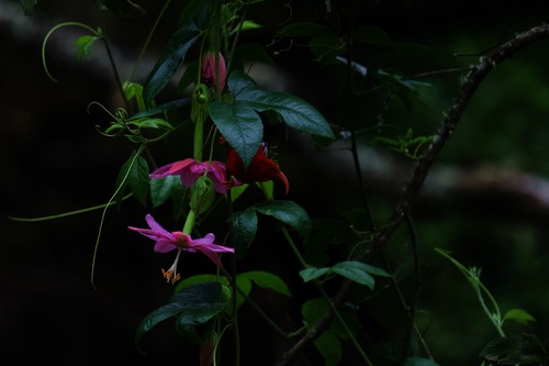 Vestiaria coccinea observed 2026-10-23