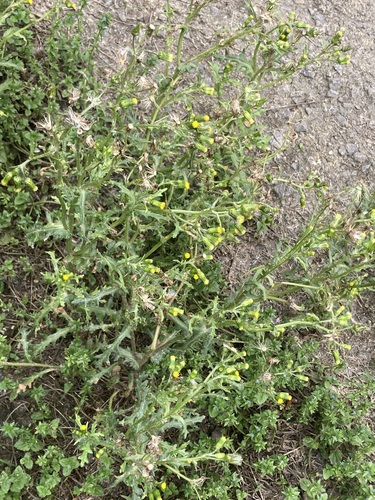 common groundsel photograph by the iNaturalist community