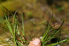 Carex rossii