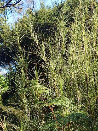 Dracophyllum longifolium observed 2026-10-24