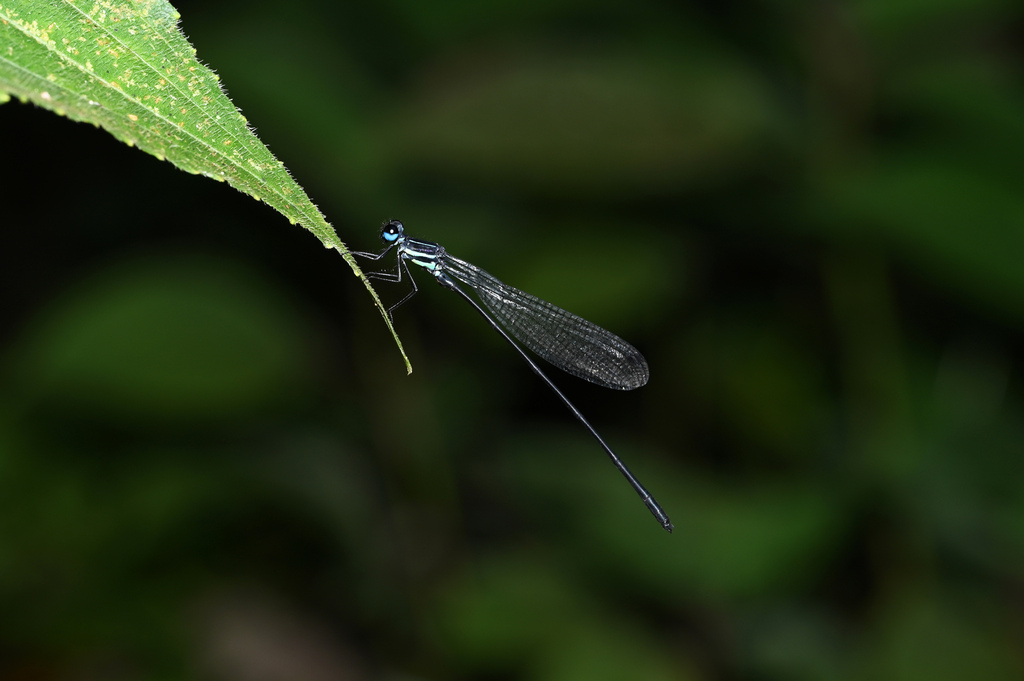 Coeliccia furcata