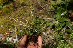 Carex rossii