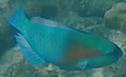 Chlorurus bowersi observed 2026-10-16