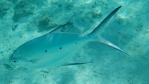 Trachinotus baillonii observed 2026-10-16