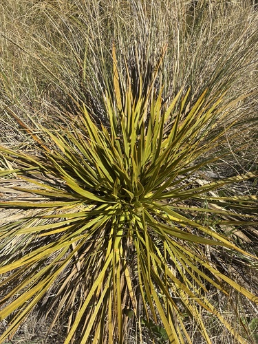 Aciphylla aurea observed 2026-10-24