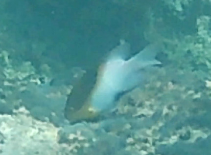 Dischistodus melanotus observed 2026-10-16
